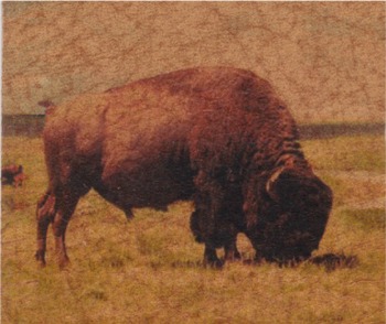 lthrbuffalowaterhole