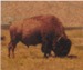 Buffalo Water Hole