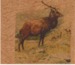 Elk Herd