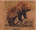 Grizzly Bear