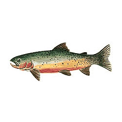 wallies/trout
